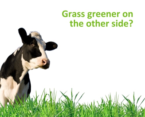 A black and white cow stands behind tall green grass, looking to the side. Green text above reads, Grass greener on the other side? on a white background.