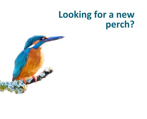 A colourful kingfisher bird sits on a branch against a white background, with the text Looking for a new perch? in blue letters on the right.
