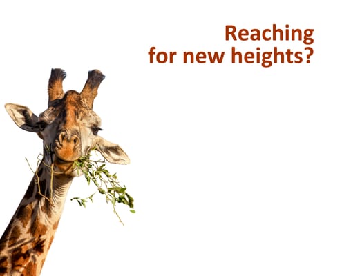 A giraffe eating leaves looks at the camera on a white background. Red text in the top right corner reads, Reaching for new heights?.