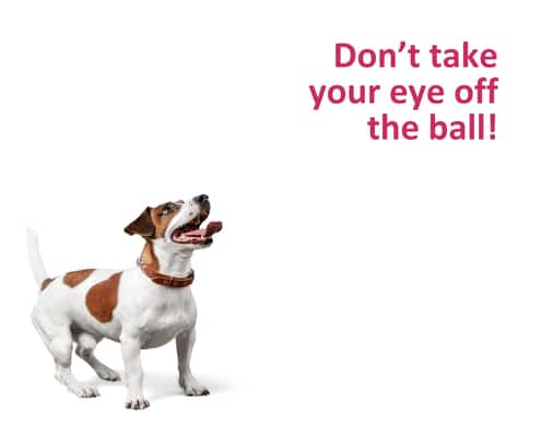 A small brown and white dog stands alert with its mouth open, looking up. To the right, large pink text reads, Don't take your eye off the ball! on a white background.