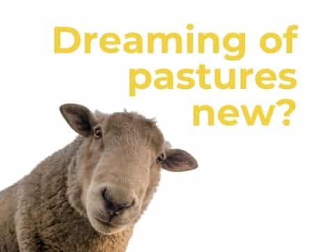 A sheep looking at the camera with the text Dreaming of pastures new? in large yellow letters above its head on a white background, highlighting opportunities in Redcar and Cleveland.
